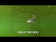 Rapala Skitter Walk® 08 - Holographic Orange Gold