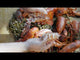 Toadfish Crab/Lobster Tool Set - 2 Shell Cutters & 4 Seafood Forks