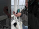 Toadfish Ultimate Shears + Sheath