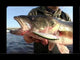 Rapala X-Rap® Saltwater 4-3/4" Purple Chartreuse