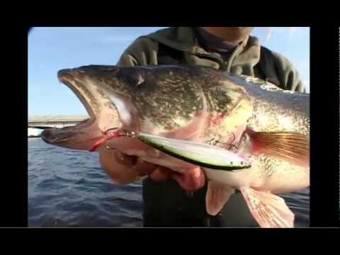 Rapala X-Rap® Saltwater 4" Purple Chartreuse