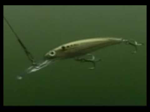 Rapala X-Rap® Magnum® 15 Wahoo UV