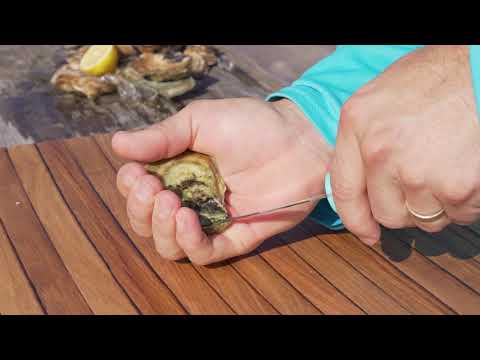 Toadfish Custom Engraved Put 'Em Back Oyster Knife - Teal (MINIMUM ORDER QUANTITY OF 25)